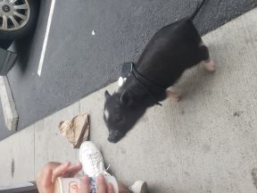 Pig in the city